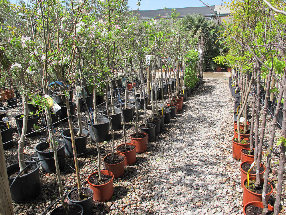 Arbres5