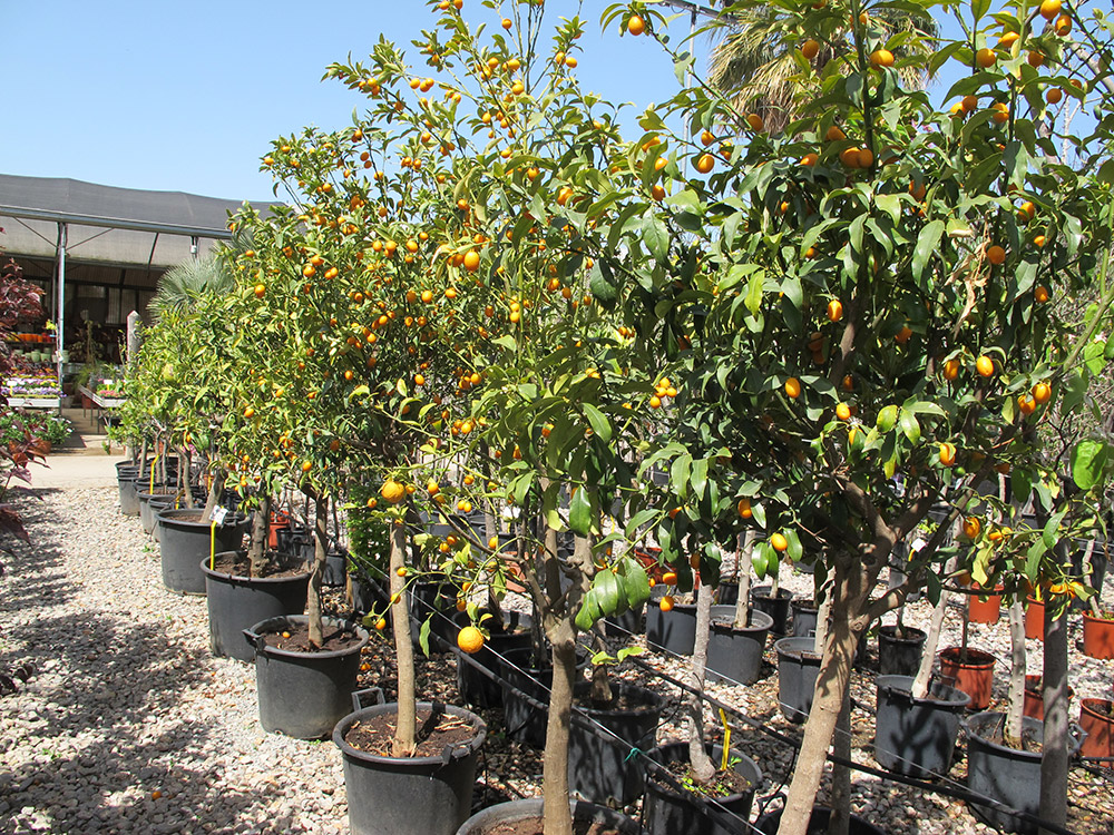 Arbres4