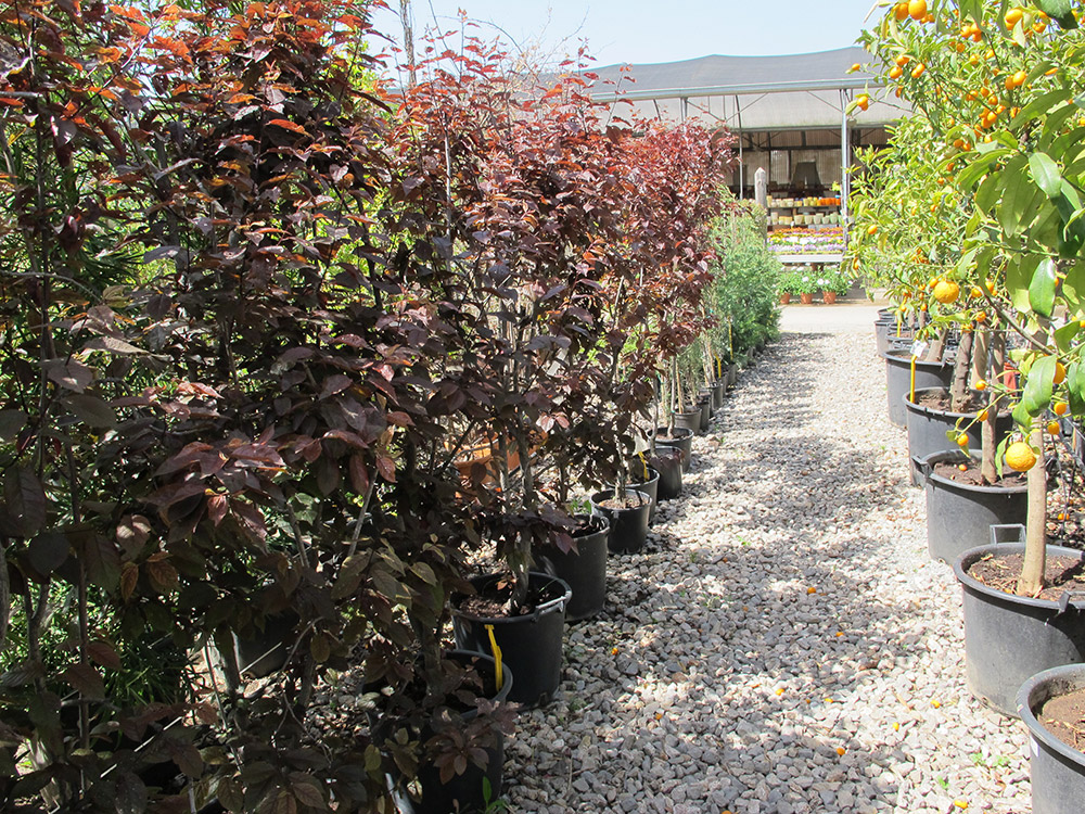 Arbres3