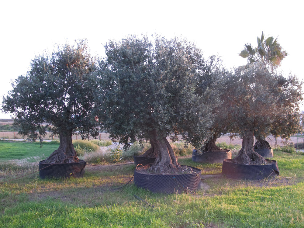 Arbres1