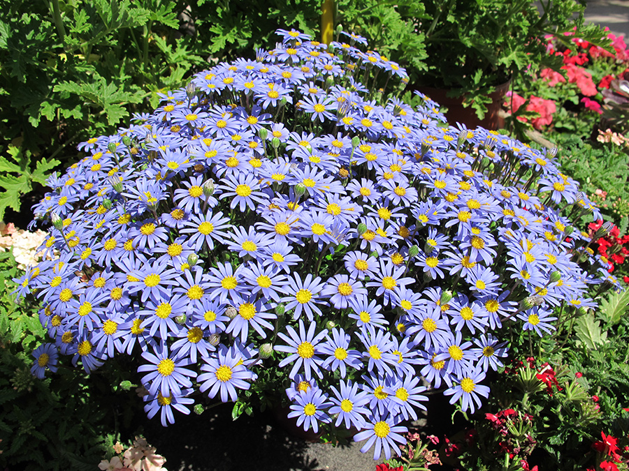 Garden10
