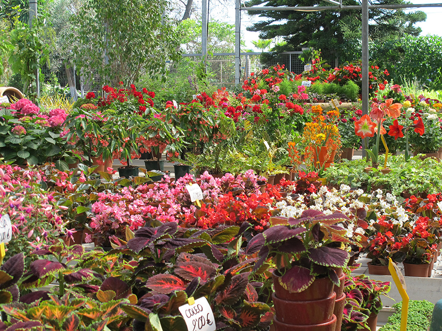 Garden13