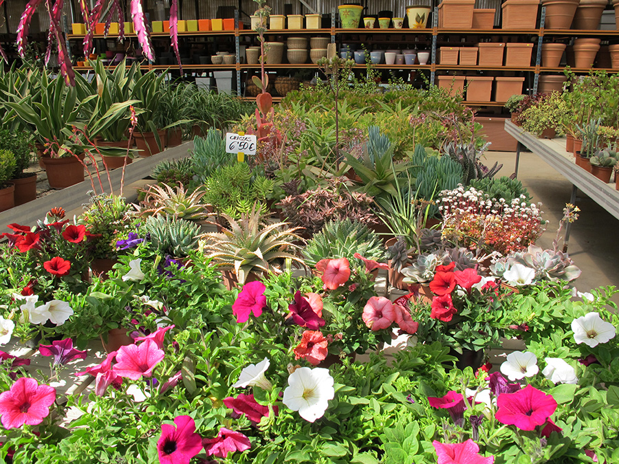 Garden16
