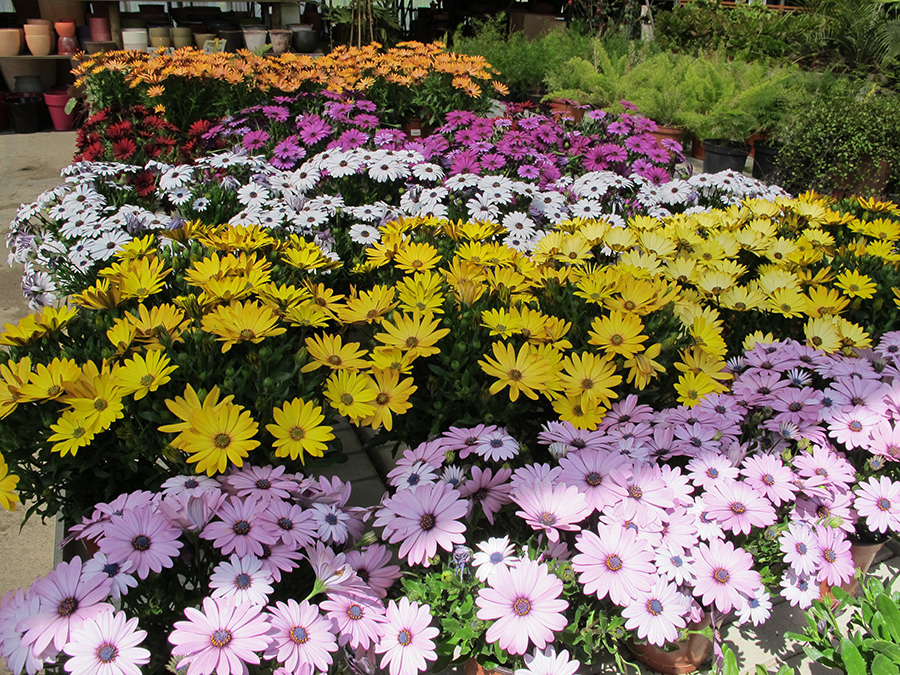 Garden7