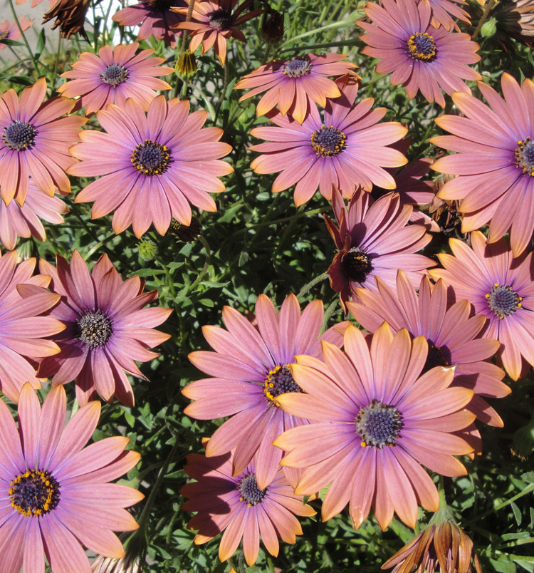Osteospermum eklonis