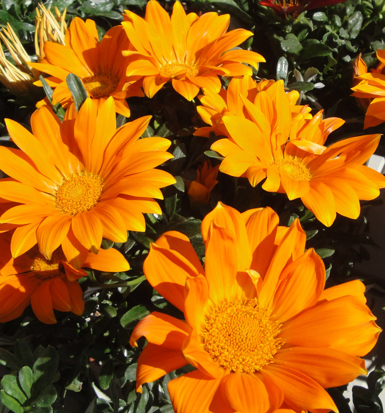 Gazania hybrida