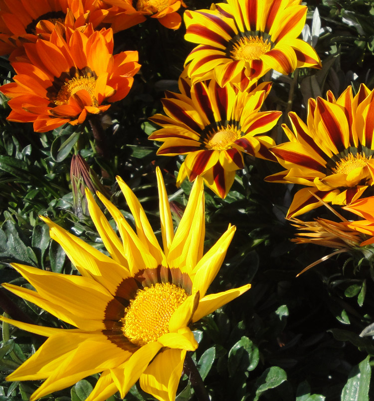 Gazania hybrida