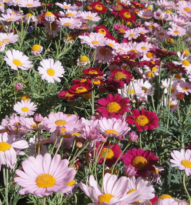 Argyranthemum frutescens