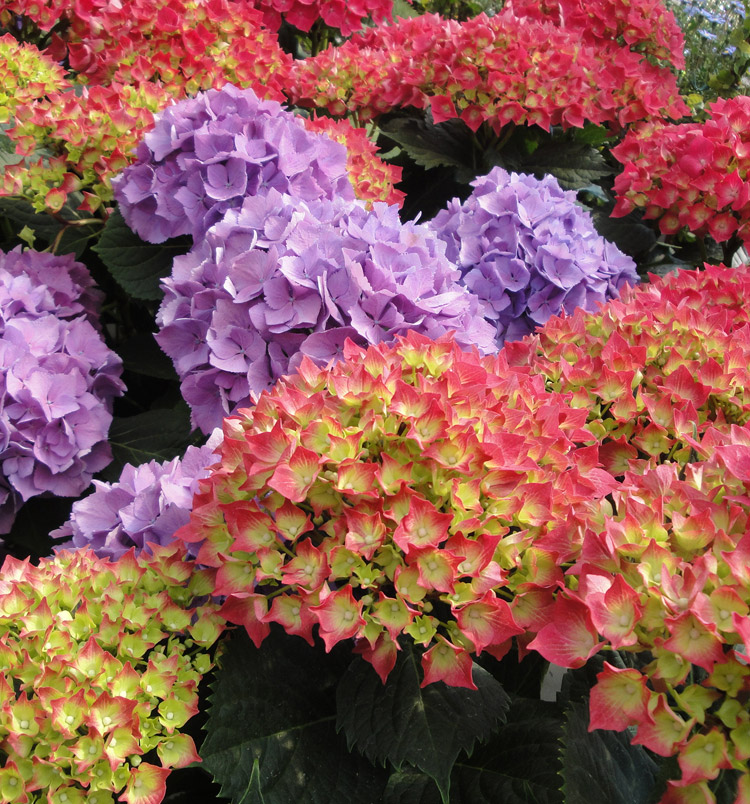 Hydrangea macrophylla