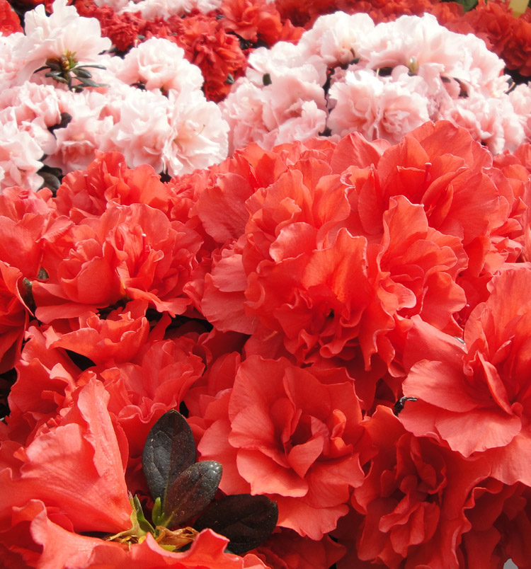Azalea hybrida