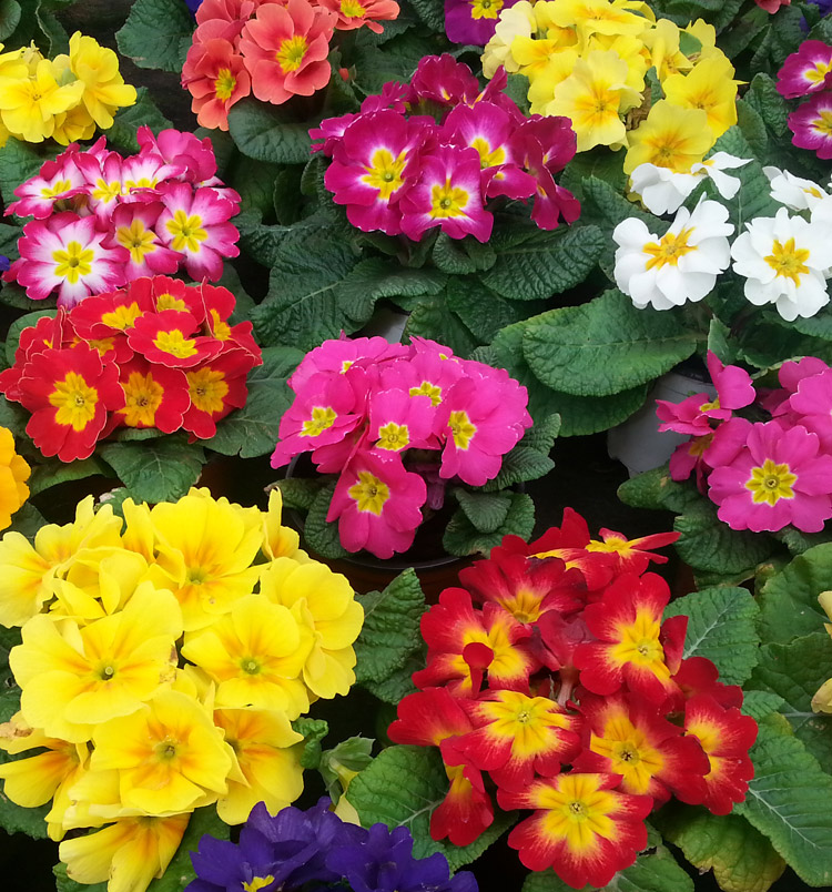 Primula aucalis